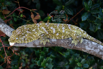Leachanis Gecko LE010324