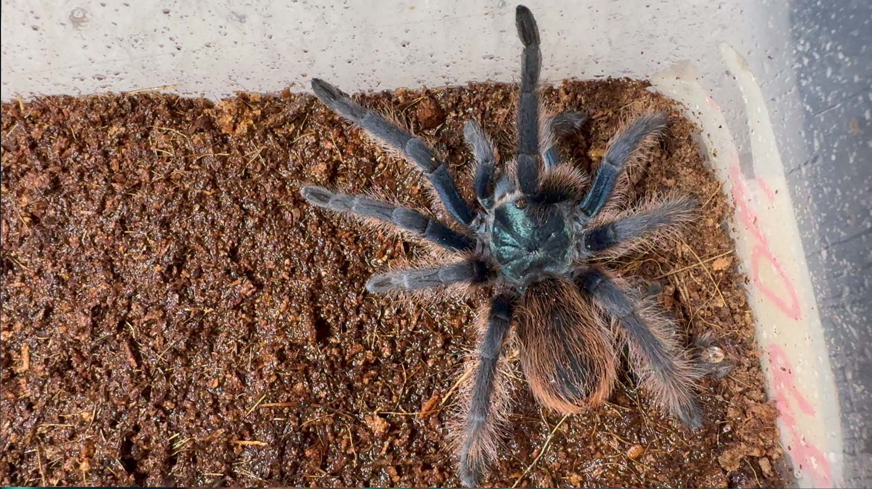 その他 Tarantula 4L Tarantulas for Sale | Exotics Unlimited