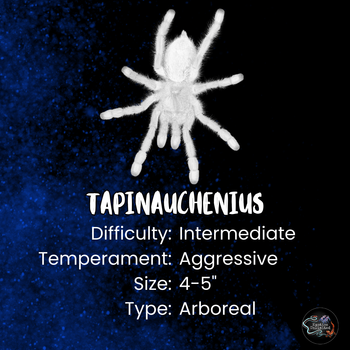 Tapinauchenius violaceus (Purple Tree Spider) 0.5"