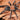 Selenocosminae sp 'Kekitebal' Tarantula 1-1.5"