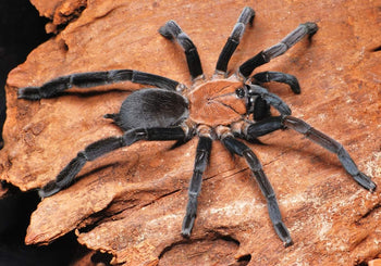 Selenocosminae sp 'Kekitebal' Tarantula