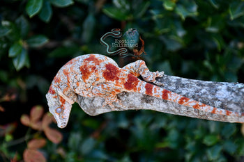 Gargoyle Gecko BG012125