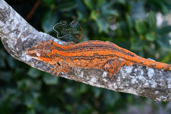 Orange Stripe Orange Base Gargoyle Gecko MALE SG082025-2