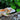 Orange Stripe Gargoyle Gecko - SG110324