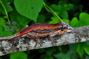 6-Stripe Gargoyle Gecko - Cherry Blossom - SG082924