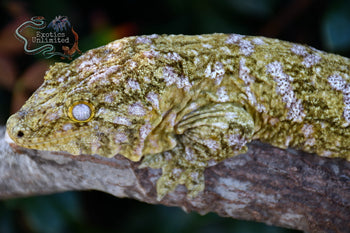 Leachanis Gecko LE010124