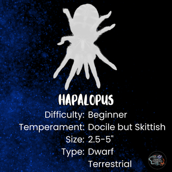 Hapalopus guerreroi (Speckle Patch Guerilla Tarantula) (Ex. vangoghi & sp. Guerilla)