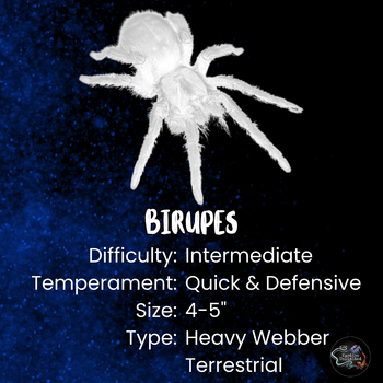 Birupes simoroxigorum (Neon Blue Leg Tarantula) 1.5"