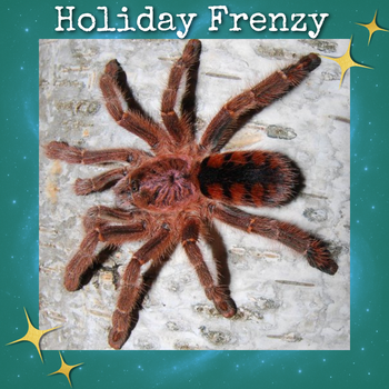 Avicularia minatrix (Dwarf Red Pink-Toe Tarantula) 0.5"