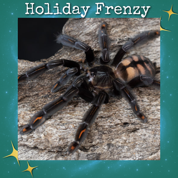 Psalmopoeus irminia (Venezuelan Suntiger Tarantula) 0.5-0.75"