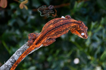 Gargoyle Gecko SG040825