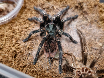 Euathlus sp. 'Hermosa' (Chilean Emerald Beauty Tarantula) *VERY RARE*
