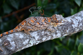 Orange Blotch Gargoyle Gecko FEMALE BG082025