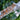 Gargoyle Gecko BG082025