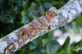 Orange Blotch Gargoyle Gecko FEMALE BG082025