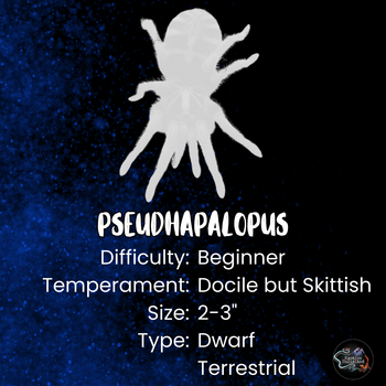 Pseudhapalopus sp. 'Blue' (Colombian Blue Bottle Tarantula) 0.75-1"