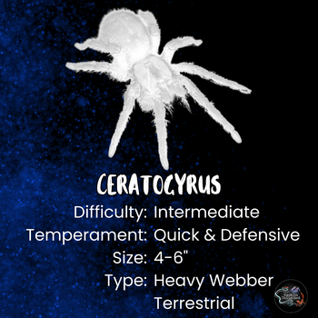 Ceratogyrus meridionalis (Zimbabwe Grey Baboon Tarantula) FEMALE
