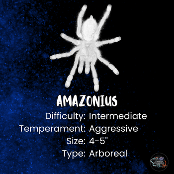 Amazonius elenae (Ecuadorian Tree Spider) 2.5"