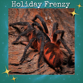 Davus sp. 'panama' (Lava Tarantula) 0.33-0.5"