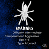 Amazonius burgessi, Ghost Tree tarantula.