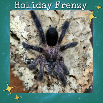 Avicularia purpurea (Purple Pink Toe Tarantula) 0.5-0.75"