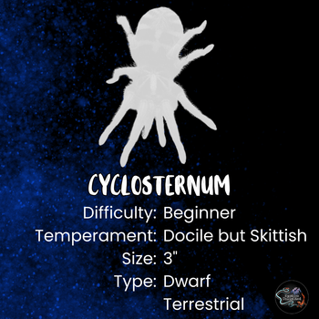 Cyclosternum sp 'Aureum' (Blue Lightning Tarantula) 0.25-0.5"