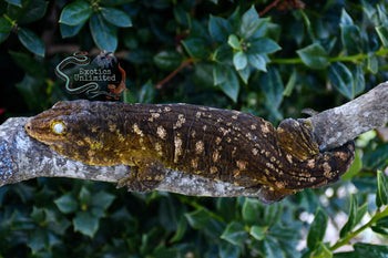 Leachanis Gecko LE2021