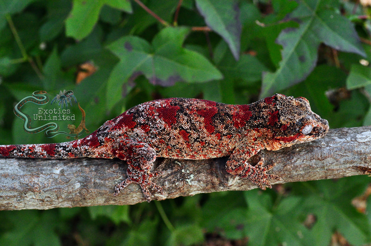 Gargoyle Geckos – Exotics Unlimited