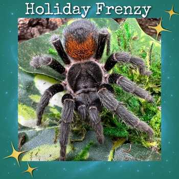 Homoeomma chilense (ex chilensis)(Euathlus sp. red) (Chilean Dwarf Flame Tarantula) about 3/4"