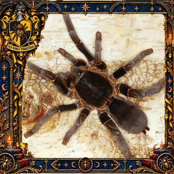Hysterocrates gigas (Cameroon Red Baboon Tarantula)