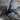 Chilobrachys natanicharum, Electric Blue tarantula.