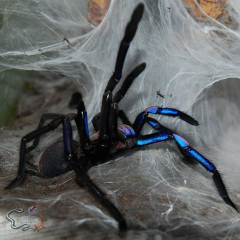 Chilobrachys natanicharum (Electric Blue Tarantula)