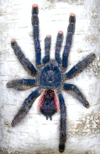 Avicularia juruensis sp. 'Peru Purple' (Peru Purple Pink Toe Tarantula)  1.5-2"