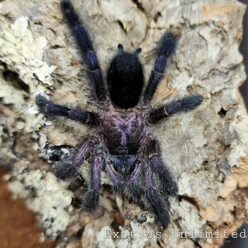 Avicularia purpurea (Purple Pink Toe Tarantula) 0.5-0.75"