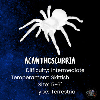 Acanthoscurria genus care and fact card.