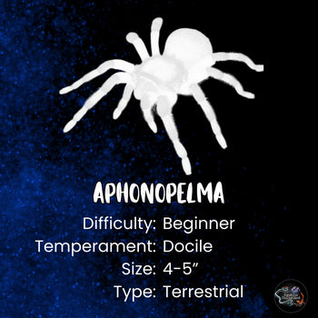 Aphonopelma bicoloratum (Mexican Blood Leg Tarantula) 1.5-2"