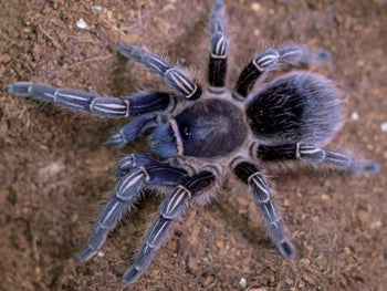 Aphonopelma seemanni (Costa Rican Zebra, Stripe Knee Tarantula) 0.5"+