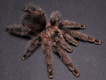 Avicularia merianae (Tarapoto Pink Toe Tarantula) 1-1.5"