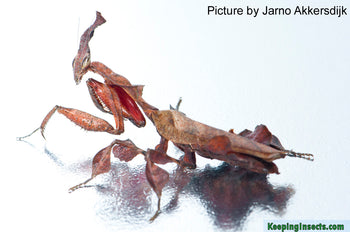 Adult female ghost mantis