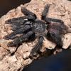Amazonius burgessi, Ghost Tree tarantula.