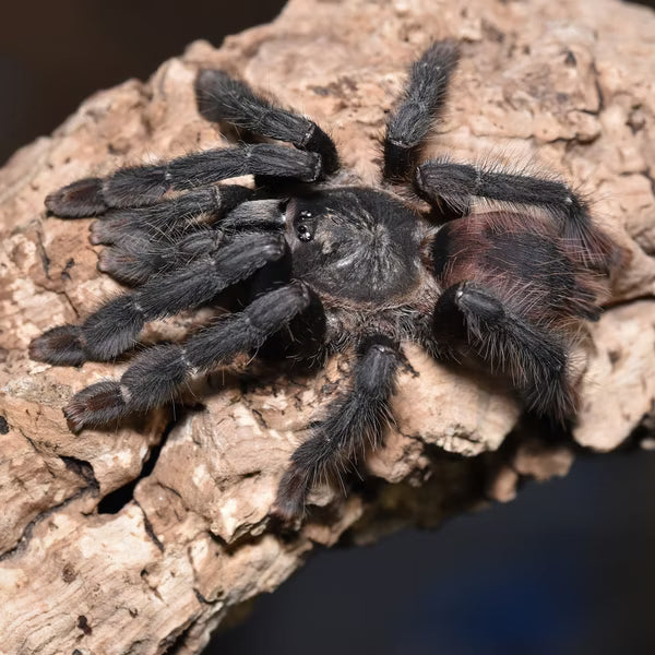 Amazonius burgessi, Ghost Tree tarantula.
