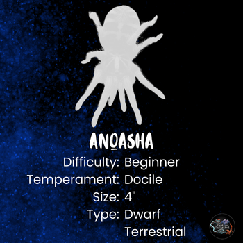 Anqasha picta (Anquasha Tiger Rump Tarantula) 0.33-0.5"