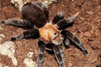 Aphonopelma pallidum (Mexican Rose Tarantula) 1.5"