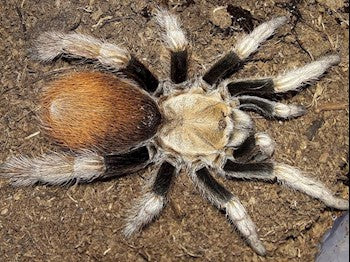 Aphonopelma sp. Michoacan tarantula.