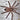 Caribena laeta (Puerto Rican Pink Toe Tarantula)