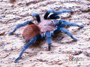 Bonnetina tanzeri (Mexican Sunset Tarantula) 0.5"