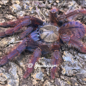 Phormingochilus sp "Sabah Red" (Red Velvet Tarantula) 0.75"