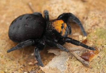 Eresus sp "balcanicus" (Orange Face Velvet Spider)