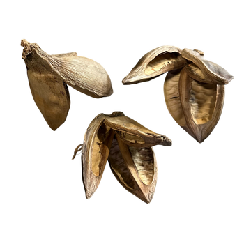 Large Star Pods