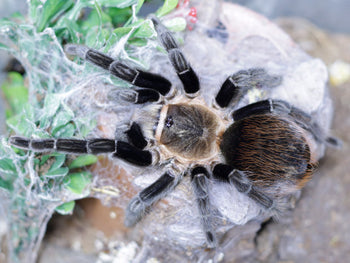 Tliltocatl (Brachypelma) kahlenbergi (Veracruz Red-rump) 2"